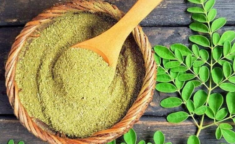 خواص گیاه مورینگا Moringa 